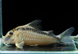 C��ʥ륭�å�����WILD��3ɤ