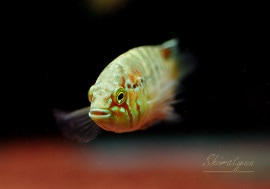 ʥ顦ɥWILDȥ󥬥֥ꥨɡ1У