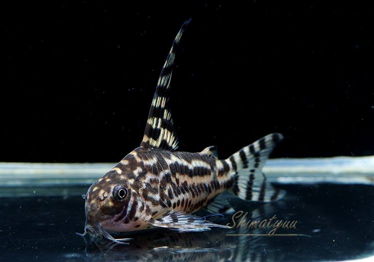 Coゼブリーナ WILD (4.0~4.5cm±)2匹 (ペアポイのを選別します Coゼブリーナ WILD (4.0~4.5cm±)2匹 (ペアポイのを選別します