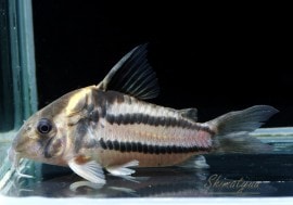 C������ѡ��ѥ��륹���ȥ��㥫�쥢���󥬡ɡ�WILD��3ɤ