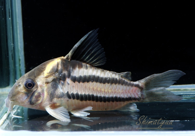 カガリ　パラレル　2枚 Co スーパーパラレルス “ジャカレアカンガ” WILD 1匹