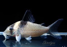 C����ߥ��󥰥Ρ������ݥåȥС���������WILD��1ɤ