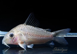 C����륢���ݥåȡ�WILD��3ɤ