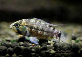 𡡥ĥ륤ȥ㥯ɡ񻺥֥꡼ɡ1У