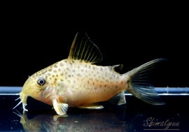 Co sp����ʡ�WILD����ML�ˡ�1ɤ