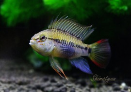 ����.sp.D24���ףɣ̣ġ�1�У�
