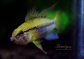����ʪ������.sp.D24���ףɣ̣ġ��إӥ��»������˾�ͺ��1ɤ