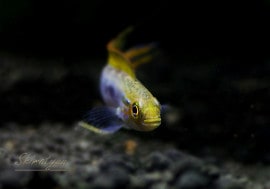 Ap���������������ե�ߥ󥴡��ףɣ̣ġ��ȥڥ롼�ɡ�ͺ1ɤ