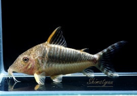 C�����������WILD�����硡3ɤ��