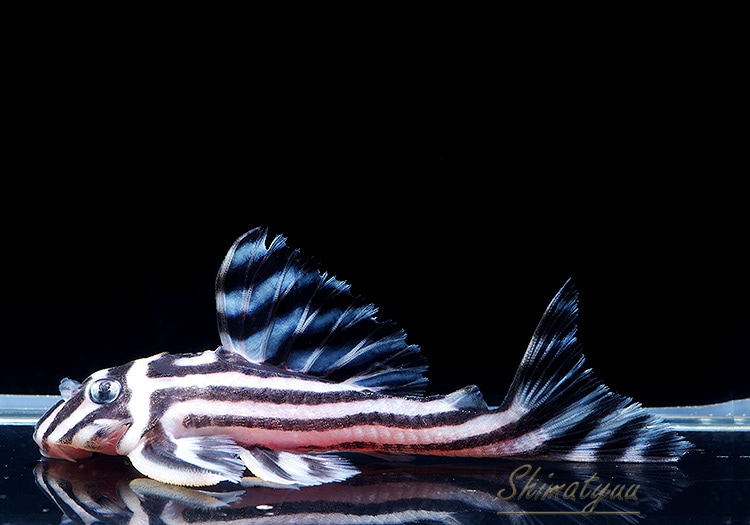 インペリアルゼブラ “Breed” 6.0～8.5cm 雄1匹 | プレコ