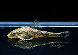 ��Ǯ�ӵ��ۡ����ȥƥ��ꥹ�����ե��ե��ͥ���otothyris lophophanes�ˡ�3ɤ