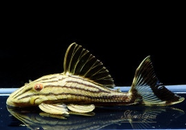 ʪ󥸥롡ȥ饷奢ɡɡNo.15