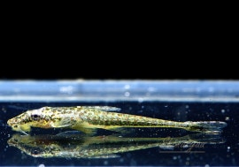 ��Ǯ�ӵ��ۡ��ޥ�ꥢ ���ȥ��󡡡ȹ񻺥֥꡼�ɡɡ�3ɤ