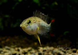 ���� sp Z7���ףɣ̣ġ����У�