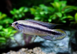 Ap�����󥰡��ץ륯�顡�ףɣ̣ġ��ȥ��󥰡��ɡ����У�