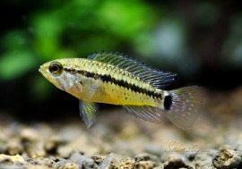 Ap.sp.ѥ祹ףɣ̣ġȥѥ祹ɡУ