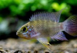 Ap���⥢�����ףɣ̣ġ��ȥꥪ �⥢�ɡ����У�