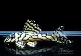 ʪL333ڥ롡ꥢ ᥬ饦󥼥֥顡No.01