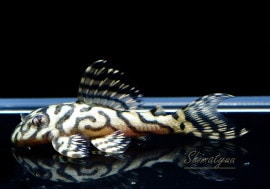 ʪL333ڥ롡ꥢ ᥬ饦󥼥֥顡No.02