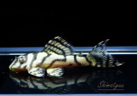 ʪL333ڥ롡ꥢ ᥬ饦󥼥֥顡No.03