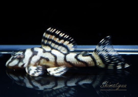 ʪL333ڥ롡ꥢ ᥬ饦󥼥֥顡No.04