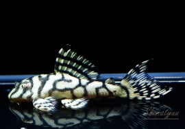 ʪL333ڥ롡ꥢ ᥬ饦󥼥֥顡No.05