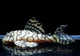 ʪL333ڥ롡ꥢ ᥬ饦󥼥֥顡No.06