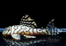 ʪL333ڥ롡ꥢ ᥬ饦󥼥֥顡No.07