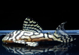 ʪL333ڥ롡ꥢ ᥬ饦󥼥֥顡No.08