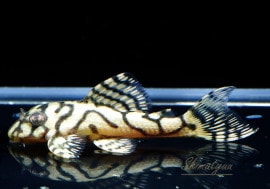 ʪL333ڥ롡ꥢ ᥬ饦󥼥֥顡No.09