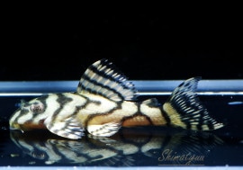 ʪL333ڥ롡ꥢ ᥬ饦󥼥֥顡No.10