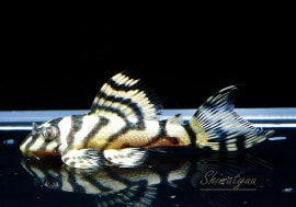 ʪL333ڥ롡ꥢ ᥬ饦󥼥֥顡No.11