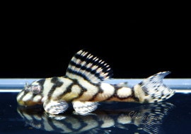 ʪL333ڥ롡ꥢ ᥬ饦󥼥֥顡No.12