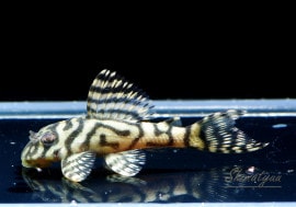 ʪL333ڥ롡ꥢ ᥬ饦󥼥֥顡No.13