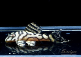 ʪL333ڥ롡ꥢ ᥬ饦󥼥֥顡No.14