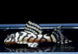 ʪL333ڥ롡ꥢ ᥬ饦󥼥֥顡No.15