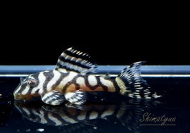 ʪL333ڥ롡ꥢ ᥬ饦󥼥֥顡No.16