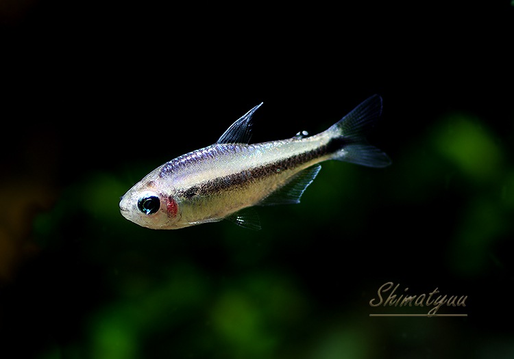 熱帯魚】 ブルーデビルテトラ WILD 1匹 | 熱帯魚,カラシンWild | AQUA