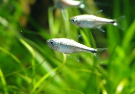 今週のお買い得品!! 【熱帯魚】 ゴールデンテトラ WILD 20匹