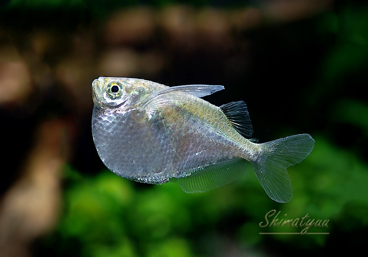 熱帯魚 トラコハチェット Wild 5匹 熱帯魚 カラシンｗild Aqua F東京店通販ショップ