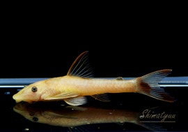 ��Ǯ�ӵ��ۡ�����ʪ��������ǥ�ѥ饪�ȥ��󡡥ޥ��ꥳ������