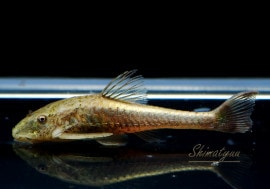 ��Ǯ�ӵ��ۡ������ɥȥƥ��ꥹ������ͥ���󥷥���pseudotothyris  janeirensis�ˡ�1ɤ