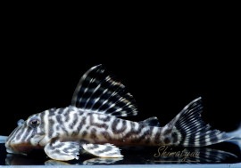 ����ʪ����-333���ۥ磻�ȥ�����를�֥顡No.07