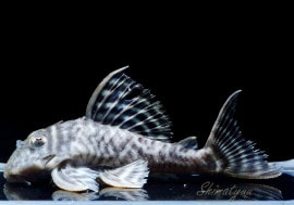 ����ʪ����-333���ۥ磻�ȥ�����를�֥顡No.08