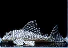 ����ʪ����-333���ۥ磻�ȥ�����를�֥顡No.09