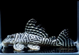 ����ʪ����-333���ۥ磻�ȥ�����를�֥顡No.10