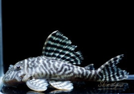 ����ʪ����-333���ۥ磻�ȥ�����를�֥顡No.11