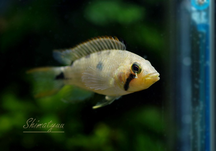 ハンプティルピアプロモ+なぜ離れプロモ A man who tried out the Z33 Fairlady Z, a car that anyone