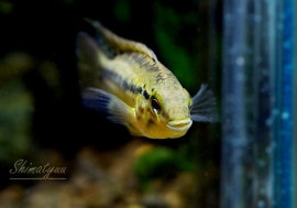 ����sp. �����ӥ����졡�ףɣ̣ġ���Rio Guaviare�ɡ��礭�ܡ����У�