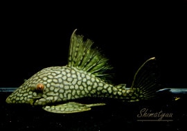 ʪե륹ݥåȥץ쥳No.03